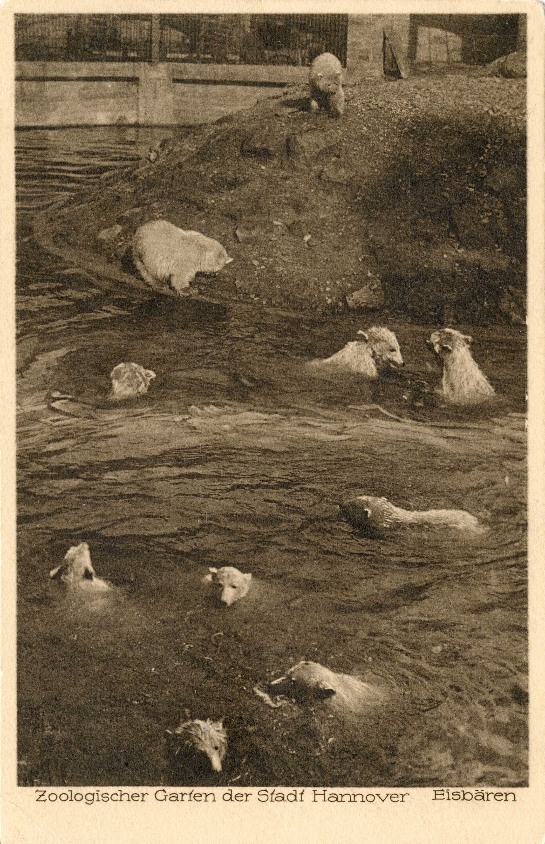 Von 1920 bis 1922 wurde der Zoo durch die Stadt betrieben, musste dann aber wegen Geldmangels schließen. Auf Betreiben einer Bürgerinitiative, gegründet von Studienrat Otto Müller (1887–1950), wurde der Zoo 1924 wiedereröffnet.